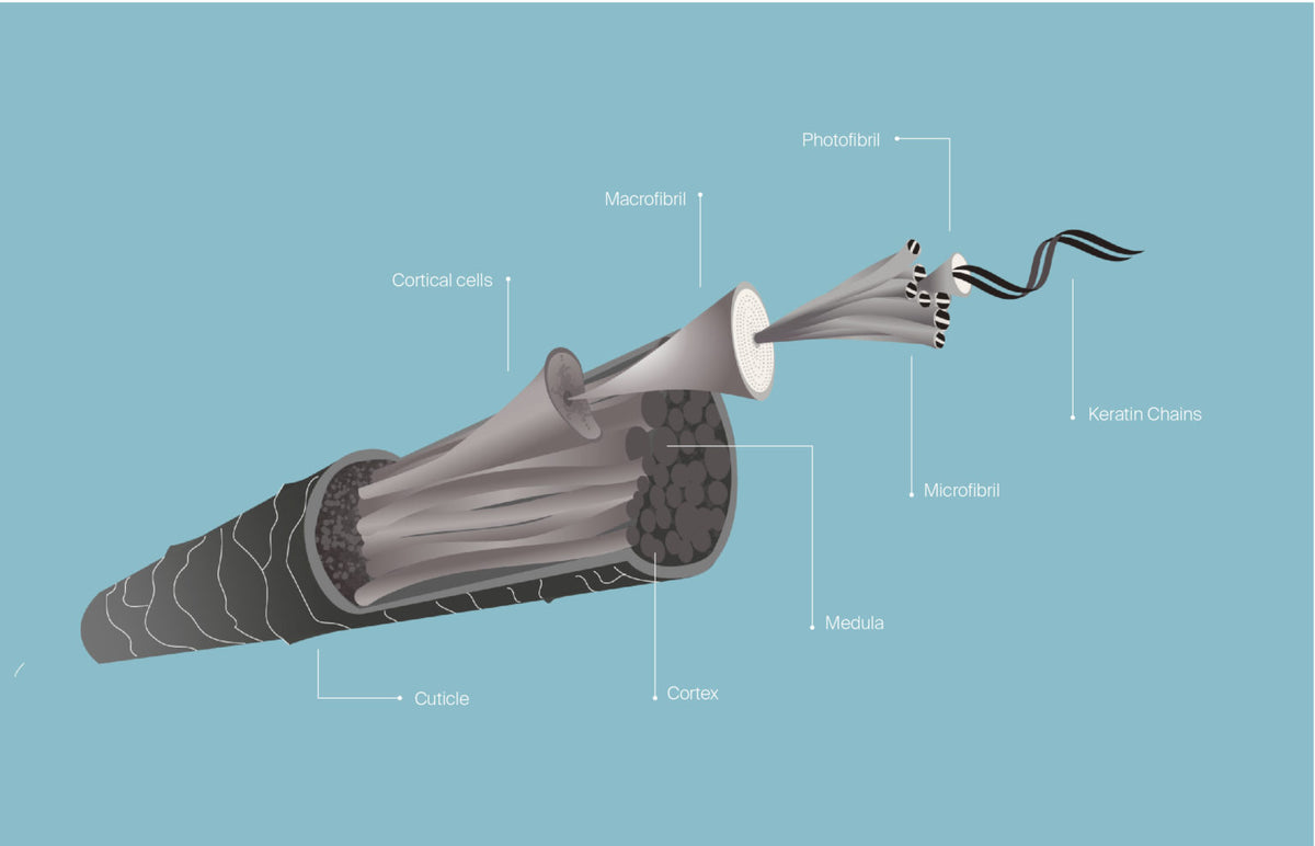 Understanding Hair Bonds: A Guide to the Different Types of Hair Bonds ...