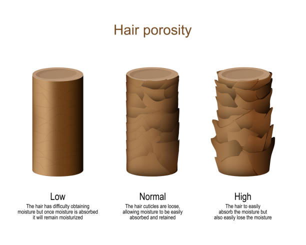 The Role of Hair Porosity in Choosing the Right Hair Care Products