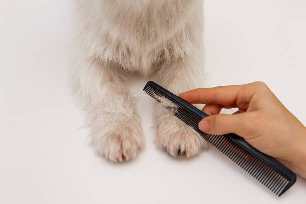 The Best Hair Care Tips for Pet Owners